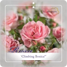 'Climbing Bonica'® Klimroos