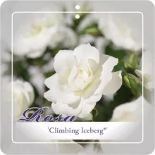 'Climbing Iceberg'® Klimroos