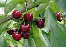 Kriek 'SCHAARBEEKSE'