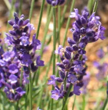 Lavandula ang. 'Hidcote'