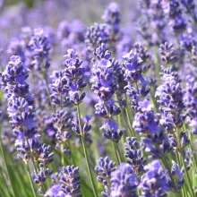 Lavandula ang. 'Munstead'