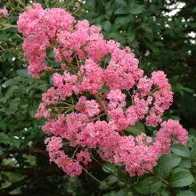 Lagerstroemia fauriei 'Choctaw'