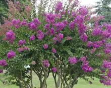 Lagerstroemia ROZE