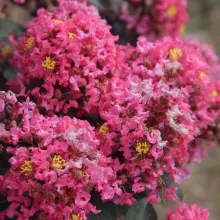 Lagerstroemia ind. 'Coral Magic'