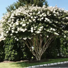 Lagerstroemia ind. 'Nivea'