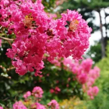 Lagerstroemia ind. 'Petite Pink'