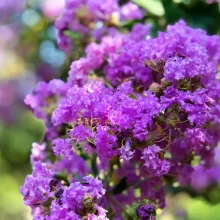 Lagerstroemia ind. 'Purply Purple'