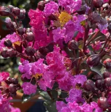 Lagerstroemia ind. 'Rhapsody in Blue'