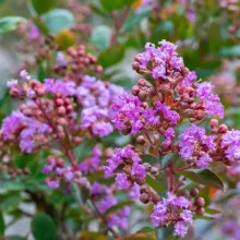 Lagerstroemia ind. 'With Love eternal'