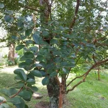 Lagerstroemia ind. 'With Love Virgin'