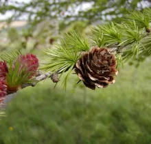 Larix kaempferi