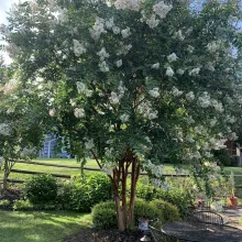 Lagerstroemia ind. 'Natchez'