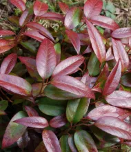 Leucothoe 'Carinella'