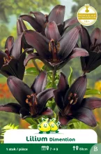 Lilium Dimention