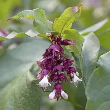 Leycesteria formosa 'Little Lanterns'