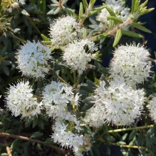 Ledum groenlandicum 'Helma'