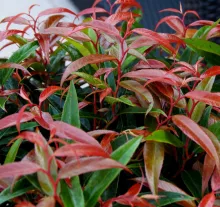 Leucothoe keiskei 'Burning Love'®