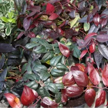 Leucothoe 'Lovita'