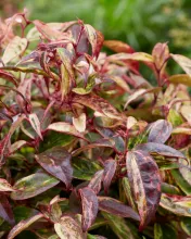 Leucothoe 'Makijaz'®