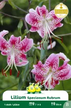 Lilium Speciosum Rubrum 