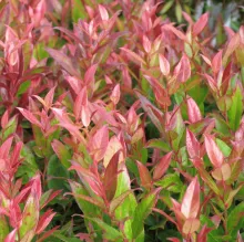Leucothoe 'Zeblid'