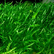 Lilaeopsis brasiliensis