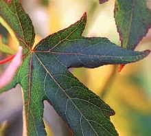 Liquidambar styraciflua 'Worplesdon'