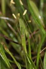 Littorella uniflora