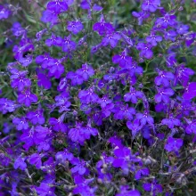 Lobelia