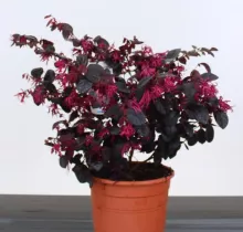 Loropetalum chin. 'Black Pearl'