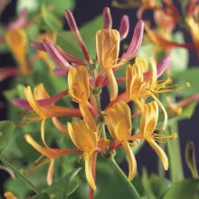 Lonicera heckrottii 'American Beauty'