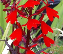 Lobelia fulgens 'Queen Victoria'