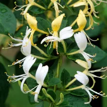 Lonicera japonica 'Hall's Prolific'