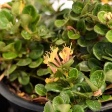 Lonicera crassifolia 'Little Honey'