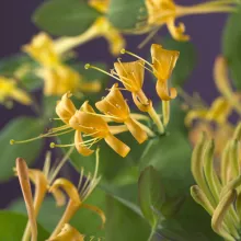 Lonicera 'Mandarin'