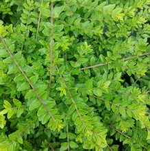 Lonicera nit. 'Elegant'