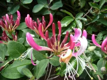 Lonicera per. 'Belgica Select'