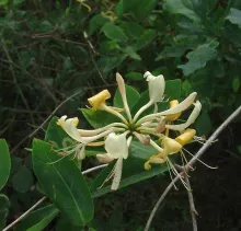 Lonicera periclymenum