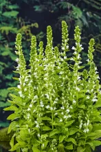 Lobelia syphilitica 'Alba'