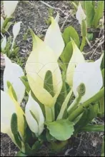 Lysichiton camtschatkensis