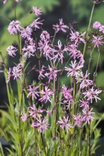 Lychnis flos-cuculi