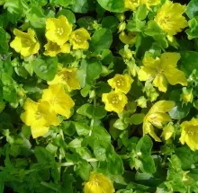 Lysimachia nummularia