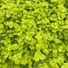 Lysimachia