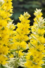 Lysimachia 'Variegata'