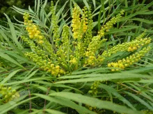 Mahonia eur. 'Soft Caress'