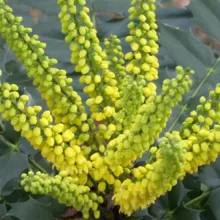 Mahonia media 'Winter Sun'
