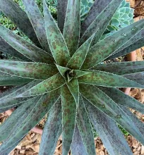 Mangave 'Pineapple Express'