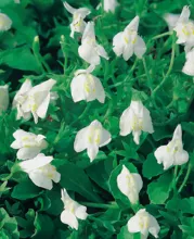 Mazus reptans 'Alba'