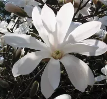 Magnolia stellata