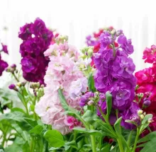 Matthiola